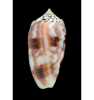 striatus chusaki 79,0mm