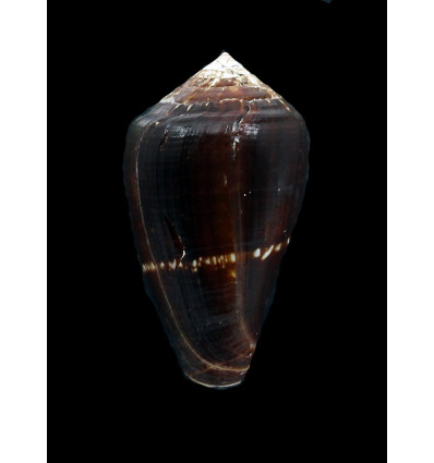 guinaicus franciscanus 54,0mm BIG