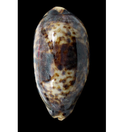 testudinaria 132,0mm BIG