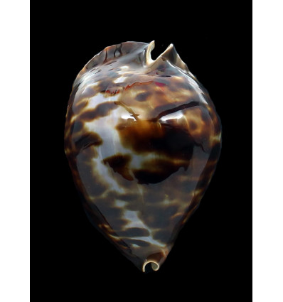 friendii vercoi 83,9mm BIG