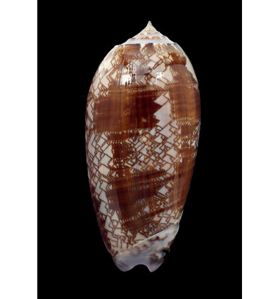 porphyria 106,5mm SPENDID