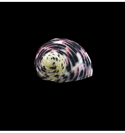 versicolor 20,0mm