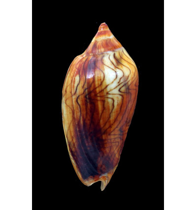 undulata 74,0mm RUSTY