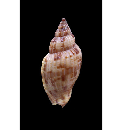 mitraeformis 48,0mm NICE