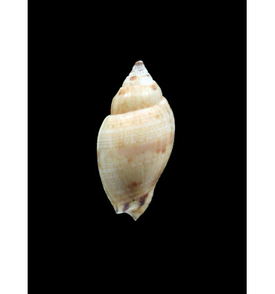 mitraeformis grangeri 40,0mm