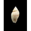 mitraeformis grangeri 40,0mm