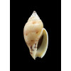 mitraeformis grangeri 40,0mm