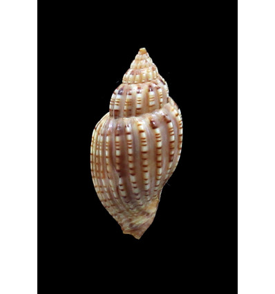 beauii archeri 37,0mm RARE