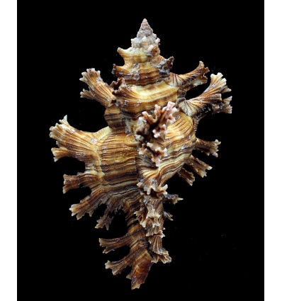 palmarosae 125,0mm MONSTER