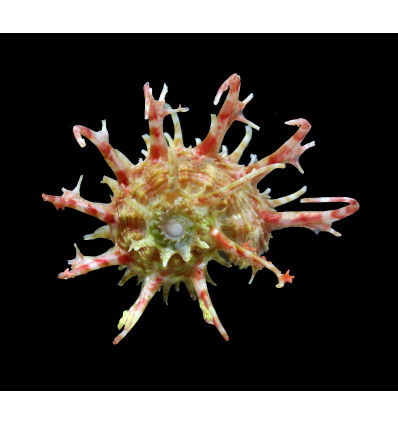 vicdani 50,0mm SUPERB