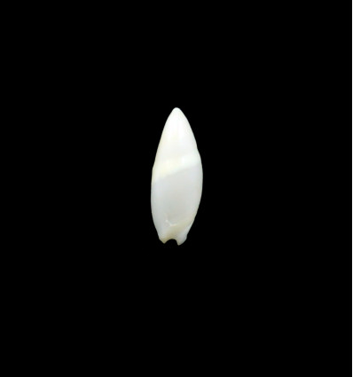 alabaster 19,2mm RARE