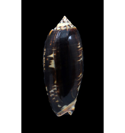 tremulina flammeacolor 89,0mm