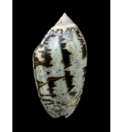 incrassata 73,0mm SUPERB