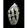 incrassata 73,0mm SUPERB