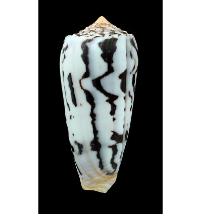 gubernator 90,6mm SUPERB