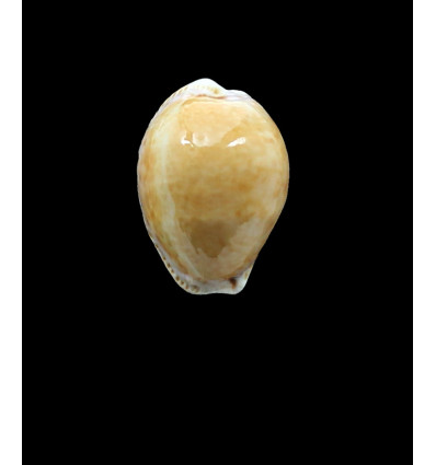 acicularis 28,0mm BIG