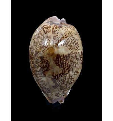 mappa aliwalensis 65,2mm