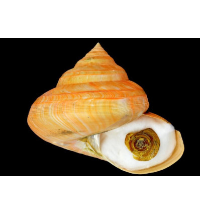 teramachi 136,6mm MONSTER