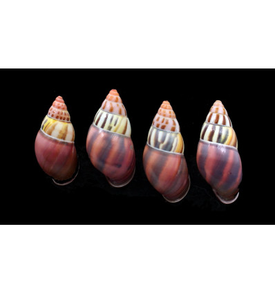 laestrigatus sumbaensis 40/42mm