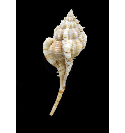 kiiensis 79,2mm  SUPERB