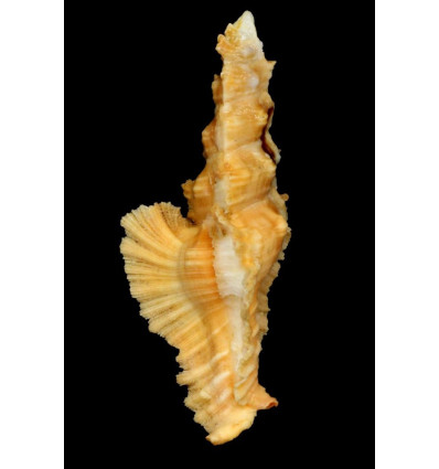 elongatus 82,4mm ORNAGE