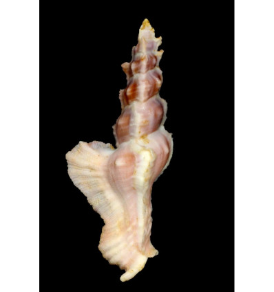 elongatus 89,1mm PURPLE