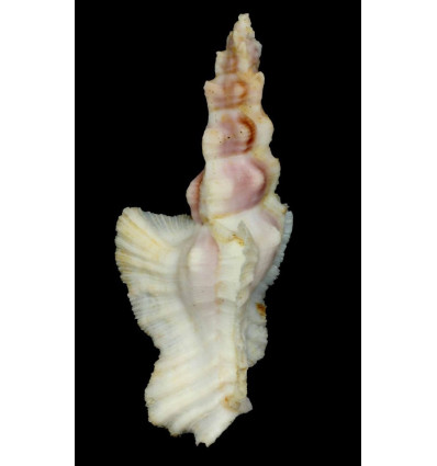 elongatus 89,0mm PINK