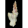 elongatus 89,0mm PINK