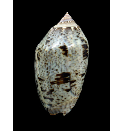 incrassata 73,0mm
