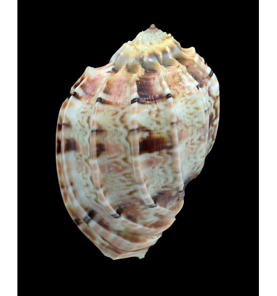 kawamurai 79,0mm Interesting