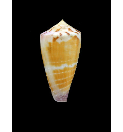 circumactus hammatus 51,2mm