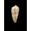 cinereus 43,2mm SP