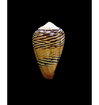 mercator 41,0mm NICE