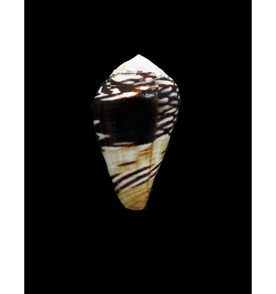 mercator reticularis 37,0mm