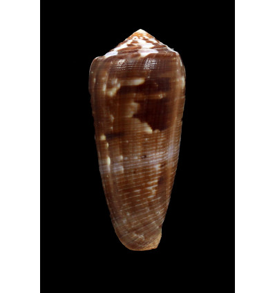 circumcisus 74,0mm DARK