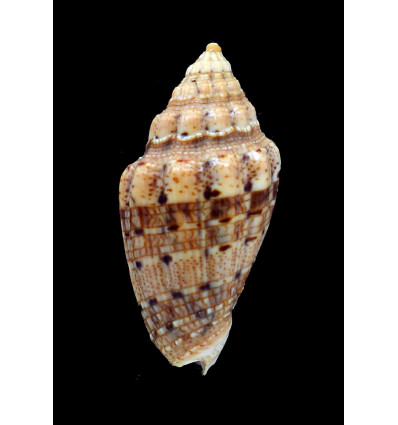 polypleura dermacoi 59,0mm