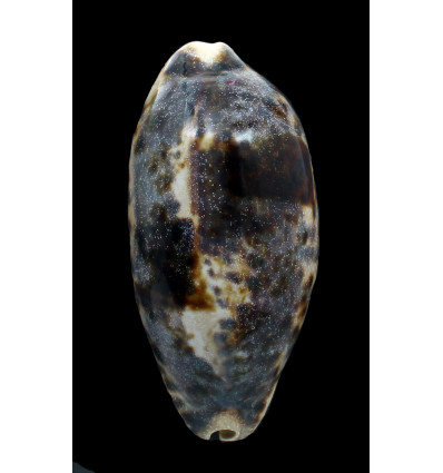 testudinaria 116,0mm