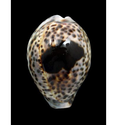 tigris 77,0mm BLACK SPOT