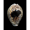 tigris 77,0mm BLACK SPOT