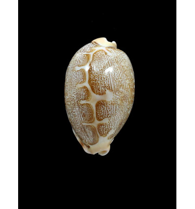 mappa rewa 47,0mm DWARF