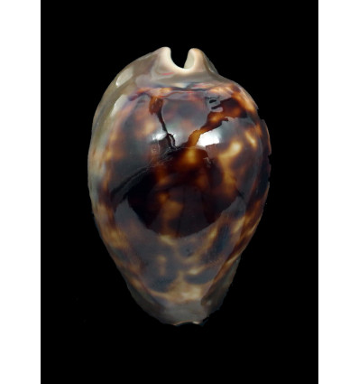 venusta episema 61,0mm DARK