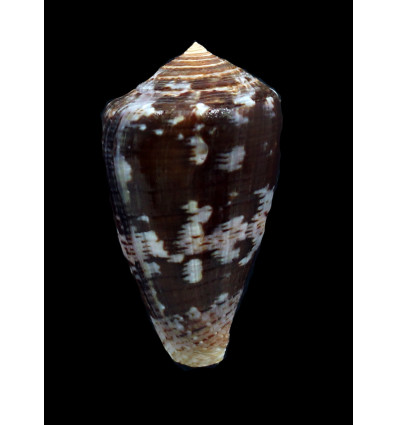 purpurascens 61,6mm dark