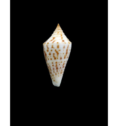 portobeloensis 27,0mm UNCOMMON