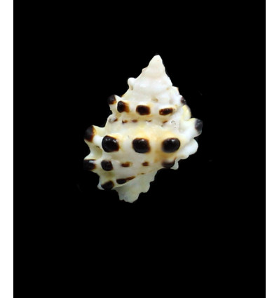 verrucosa 24,4mm RARE