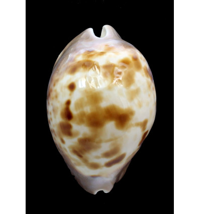 venusta roseopunctata 76,8mm
