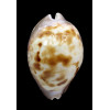 venusta roseopunctata 76,8mm