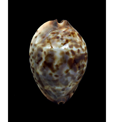 jeaniana sherylae 62,0mm