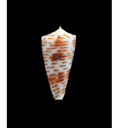 goudeyi 40,0mm LIVE POR