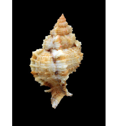 guyanensis 82,0mm RARE