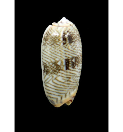 reticulata zebra 45,0mm SUPERB